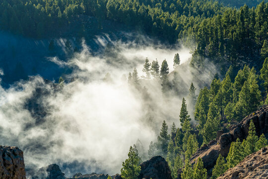 Morning fog rolling through a mountain pine forest