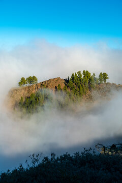 Mountain peak with trees appearing above the clouds