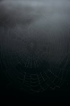 Dewy Spider Web Creates Eerie Face Illusion