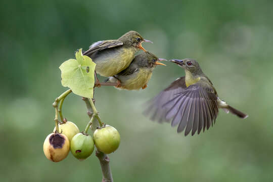 Adult bird flying to feed two hungry baby birds
