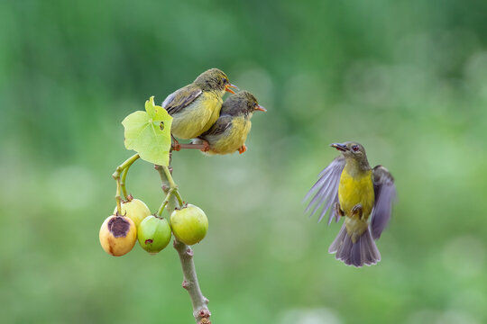 Female Olive-backed Sunbird feeds two hungry chicks