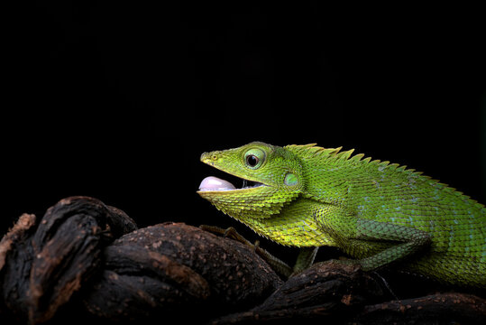 Vibrant green lizard shows its tongue on a dark branch