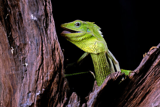 Green crested lizard with an open mouth on a tree trunk