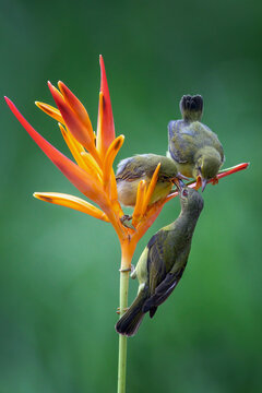 Female Olive-backed Sunbird feeding chicks on heliconia flower