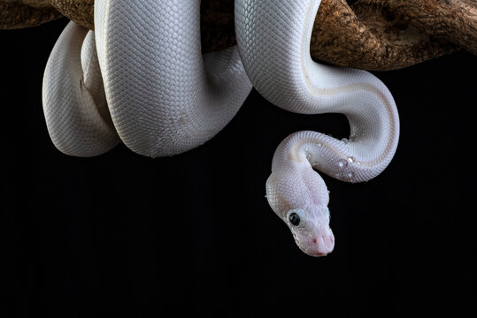 White ball python with water droplets on a dark background