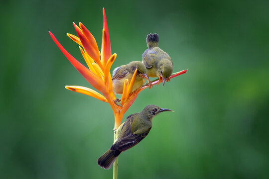 Female Olive-backed Sunbird feeds two hungry chicks