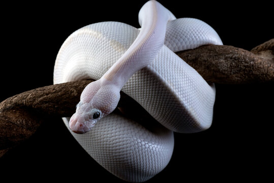 White leucistic ball python wrapped on a branch