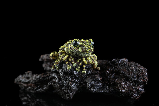 Vietnamese mossy frog sitting on dark wood against a black background