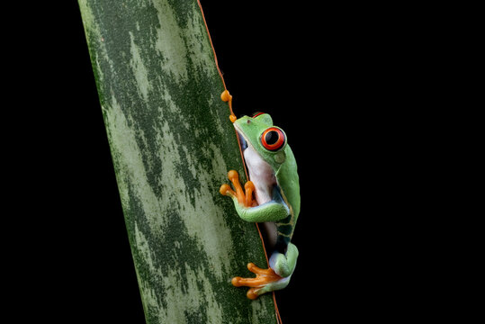 Curious red eyed tree frog peeking out from behind a large leaf