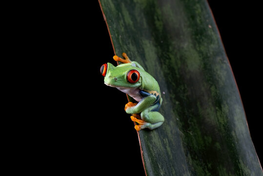 Vibrant red eyed tree frog clinging to a large green leaf