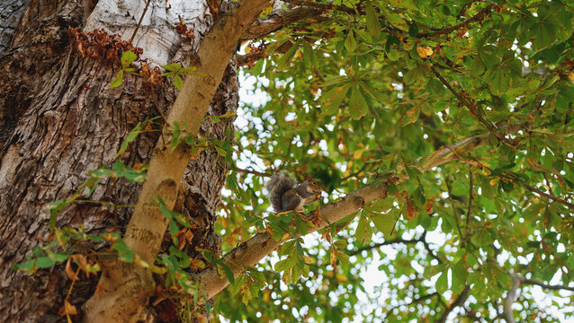 Grey squirrel eating on a leafy tree branch