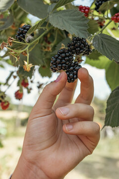 Girl picks a ripe blackberry in a home garden outdoors
