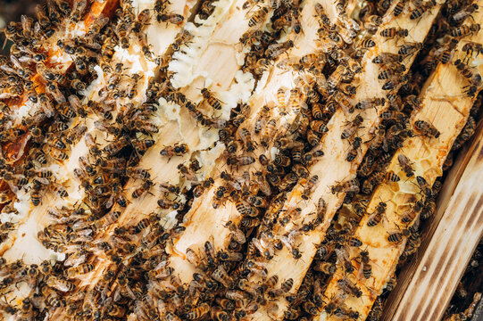 Close up of a busy bee swarm on a wooden honeycomb frame in summer