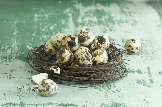 Easter nest of quail eggs