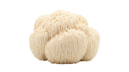 Lions mane mushroom isolated fungus edible medical plant organic ingredient health nutrition on transparent background © Hosnibee_PNG