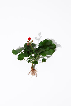 A green geranium plant with bare root lies on a white surface