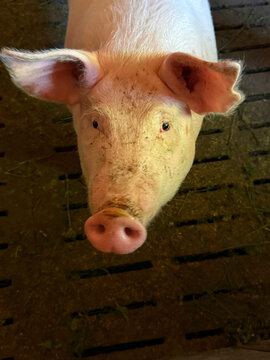 Piggy pig in the pigpen vertical