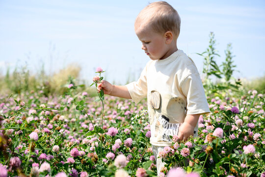 Baby boy explores a summer field and holds a pink clover flower