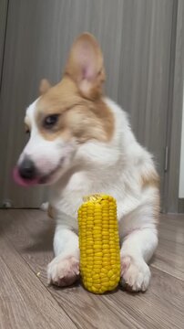 Cute Corgi Dog Lying On Floor And Eating Yellow Corn Vertical Video