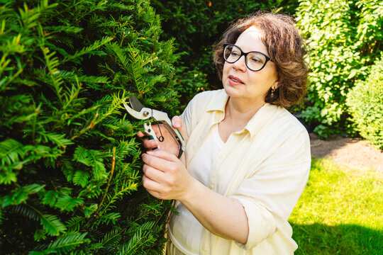 Mature woman pruning a European yew bush in her garden