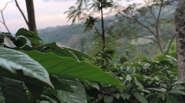 red, fresh, tree, ripe, food, farm, background, arabica, garden, tropical, raw, growth, branch, agriculture, aroma, aromatic, bean, breakfast, cafe, caffeine, central america, cofee, cofee beans, coff