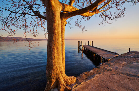 Italy, Punta san Vigilio, Lake Garda, tree and jetty