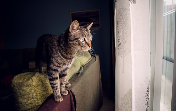 Tabby cat standing on backrest of couch looking through window