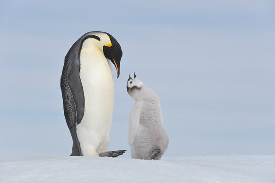 Antarctica, Antarctic Peninsula, Emperor penguin with chick on snow hill island