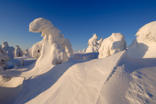 Germany, Saxony-Anhalt, Snowcapped trees