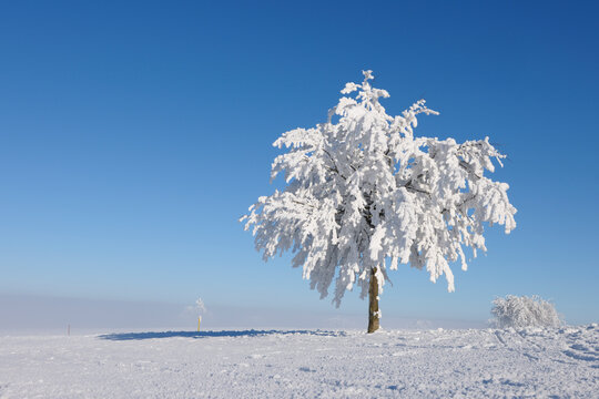 A frozen tree stands in a snowy winter landscape in Switzerland