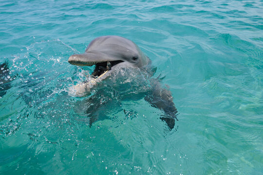 Latin America, Honduras, Bay Islands Department, Roatan, Caribbean Sea, View of bottlenose dolphin swimming in seawater surface