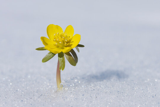 Germany, Bavaria, Winter Aconite in snow