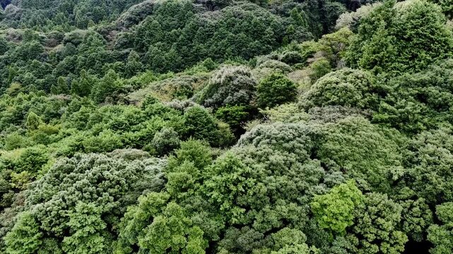 Cinematic Drone Aerial of Rich Forest in Japan - Smooth Dolly In to Dense Mountains