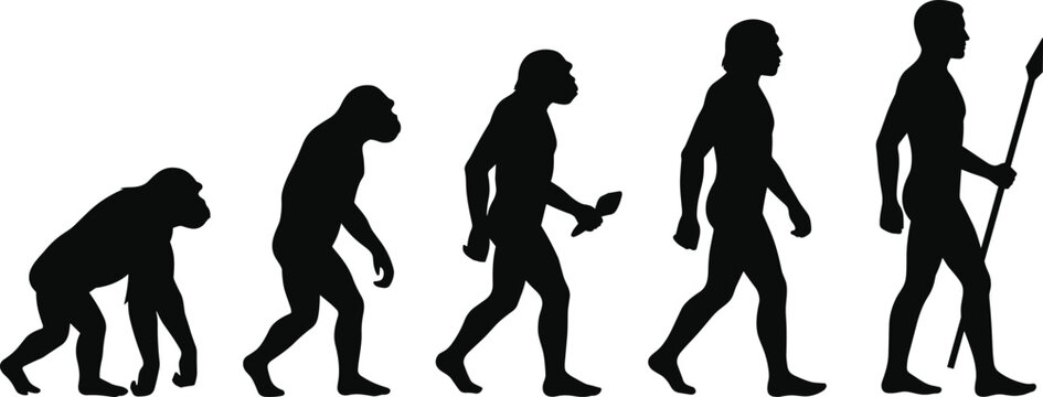 Silhouette of human evolution showing the progression from primate to modern man