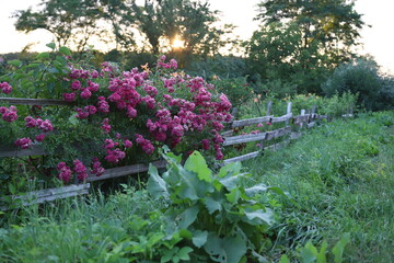 Fototapeta premium Blooming pink climbing roses growing on old rustic wooden fence in countryside garden during sunset, rural summer landscape with green grass and sun rays