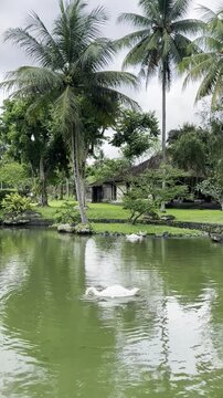 Graceful White Swan Floating on Water in Beautiful Park Garden