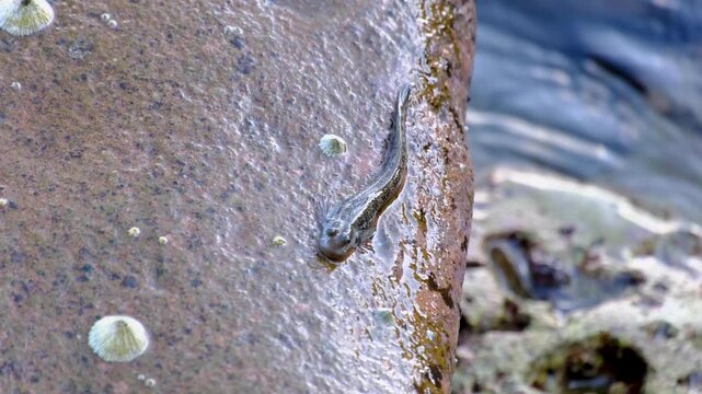Closeup rockskipper leaping blennies amphibious fish sucking on rocks in coastal environment on Pulau Weh in Aceh Indonesia