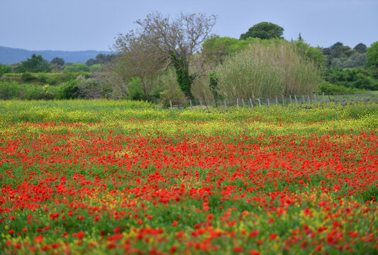 Champ de coquelicots, Sud de la France