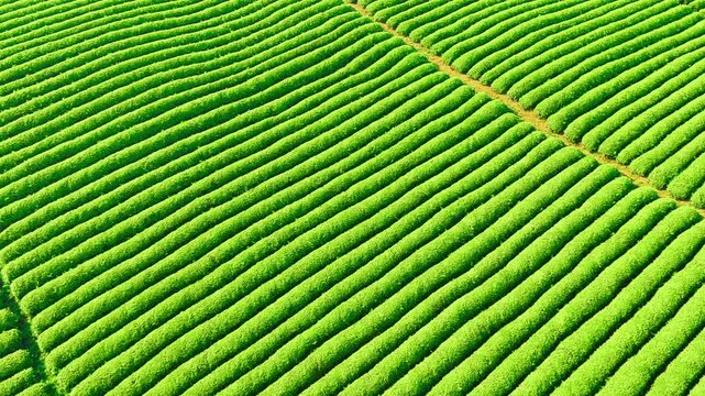 High angle full frame shot shows neat parallel rows of vibrant green tea bushes stretching across a lush plantation.