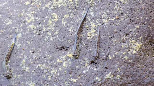 Static view rockskipper leaping blennies amphibious fish sucking to coastal rocks in Pulau Weh, Aceh in Indonesia