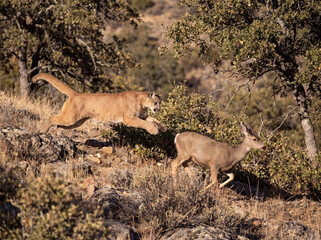 Cougar (Puma concolor) chasing a white-tailed deer © Denny