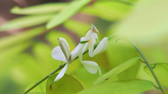 praying mantis on a branch