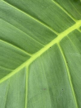 Close up of vibrant green tropical leaf with prominent veins, detailed botanical nature texture background for design and foliage use