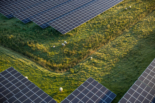 Aerial view of a sustainable solar power plant with flock of sheep grazes on green grass between rows of photovoltaic panels, showcasing dual-use land management and green energy production.