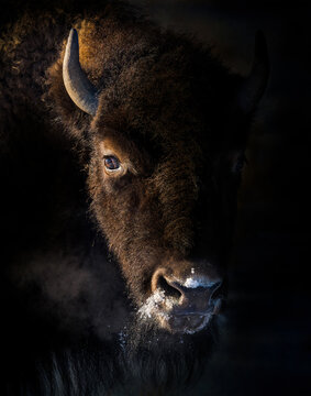 Bison breathes visible vapor with snow on muzzle in USA wilderness