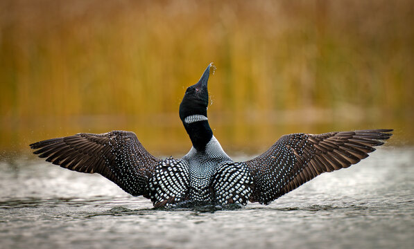 Loon spreading wings on water at USA lake wildlife scene