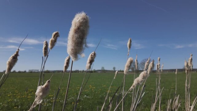 Flowering cattail swaying by the wind in a wet ditch. The dry fluffy seeds disperse naturally. Close-up of exposed, light grey coloured reed mace or bulrush or Typha water plant on a sunny spring day.