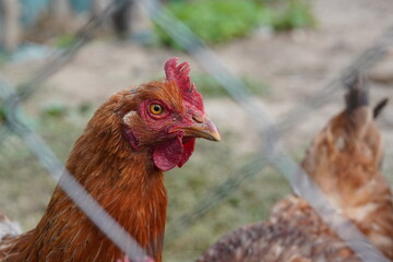 Close-up portrait of a brown laying hen behind a wire fence © Kovcs
