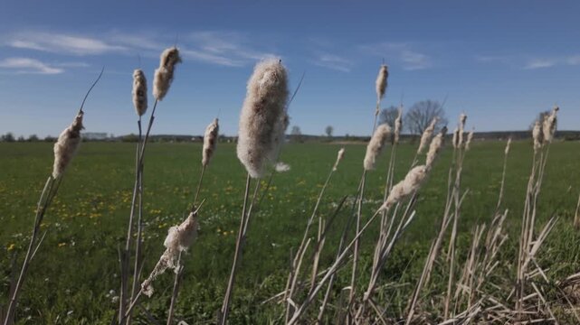 Flowering cattail swaying by the wind in a wet ditch. The dry fluffy seeds disperse naturally. Close-up of exposed, light grey coloured reed mace or bulrush or Typha water plant on a sunny spring day.