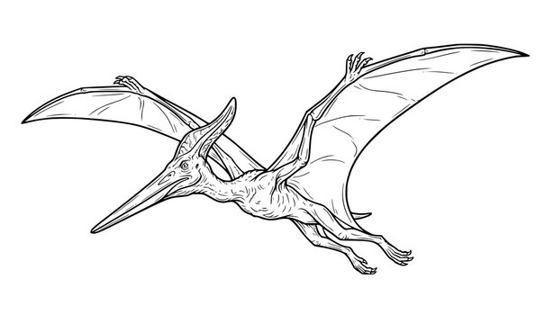 Black and white line art illustration of a flying pterodactyl dinosaur isolated on a white background